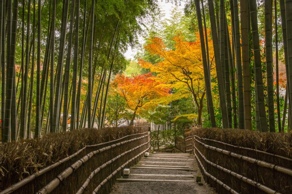 Kyoto Arashiyama Bamboo Grove
